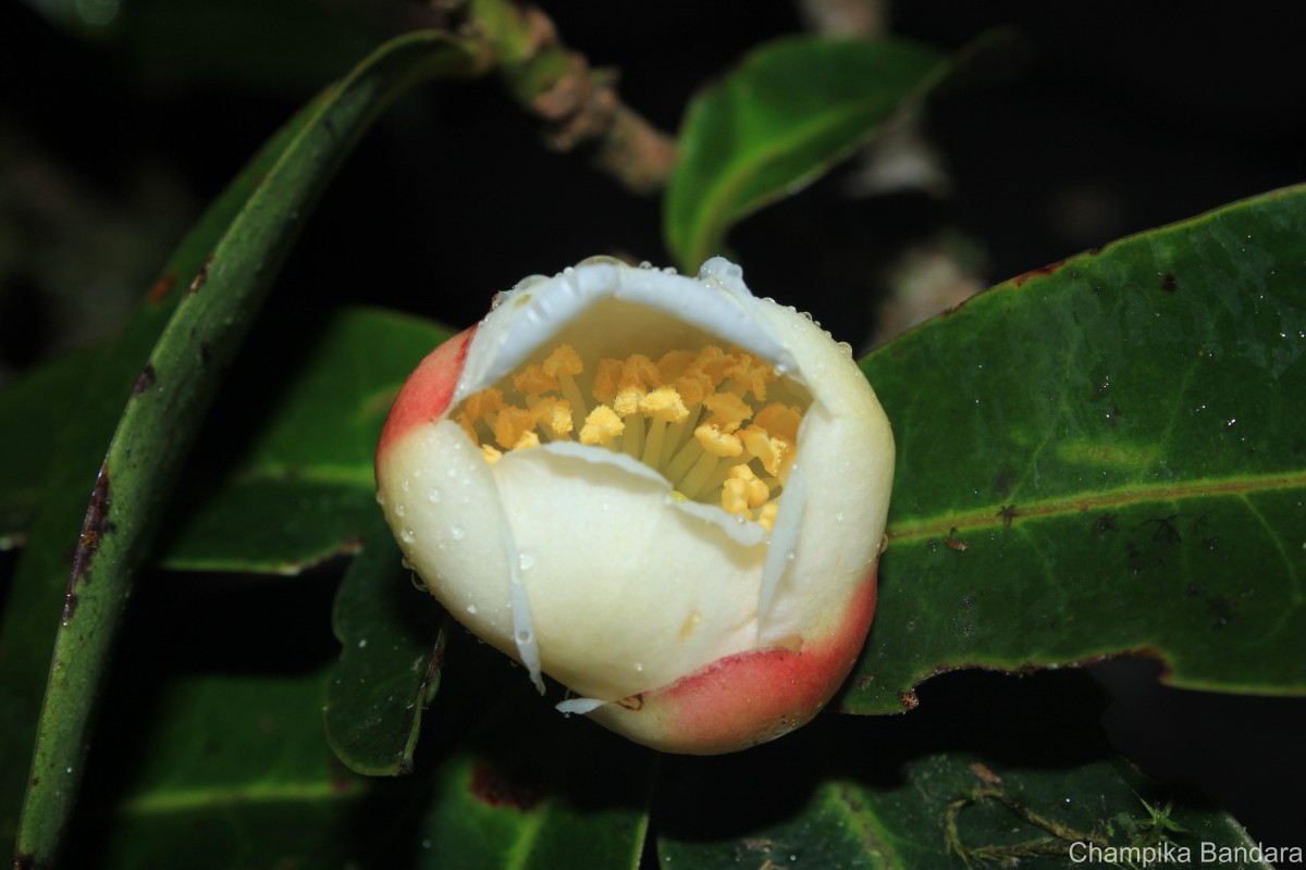Polyspora ceylanica (Wight) Orel, Peter G.Wilson, Curry & Luu